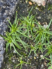 Sagina procumbens