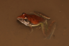 Ptychadena anchietae