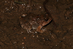 Phrynobatrachus natalensis