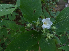 Strobilanthes ixiocephala