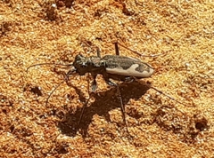 Neocicindela latecincta