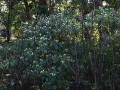 Strobilanthes ixiocephala