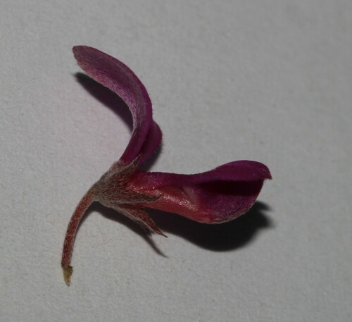 Image of Indigofera vlokii by (c) Brian du Preez, some rights reserved (CC BY-SA)