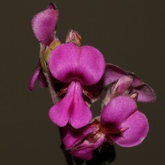 Indigofera sp9a
