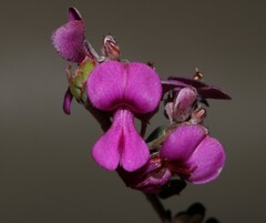 Indigofera sp9a