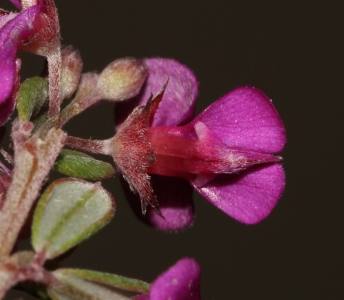 Image of Indigofera vlokii by (c) Brian du Preez, some rights reserved (CC BY-SA)