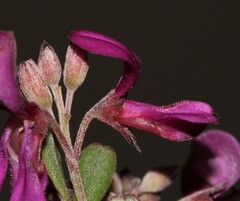 Indigofera sp9a