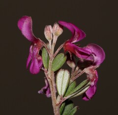 Indigofera sp9a