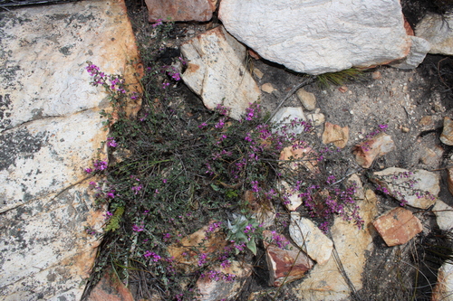 Image of Indigofera vlokii by (c) Brian du Preez, some rights reserved (CC BY-SA)