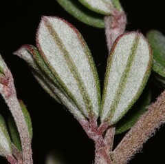 Indigofera sp9a