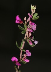 Indigofera sp9a