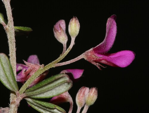 Image of Indigofera vlokii by (c) Brian du Preez, some rights reserved (CC BY-SA)