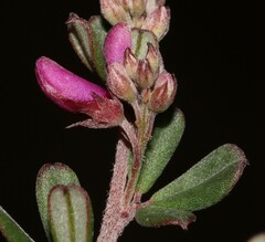 Indigofera sp9a