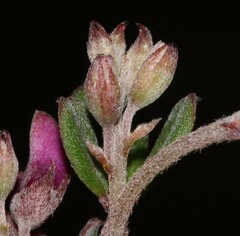Indigofera sp9a
