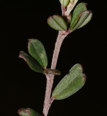 Indigofera sp9a