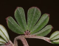 Indigofera sp9a