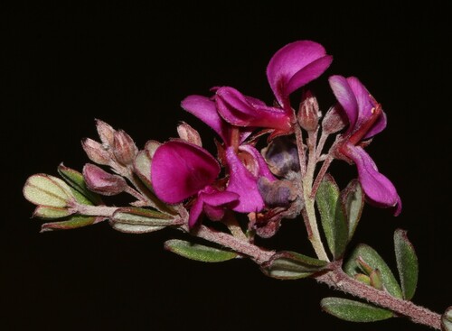 Image of Indigofera vlokii by (c) Brian du Preez, some rights reserved (CC BY-SA)