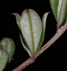 Indigofera sp9a