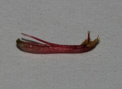 Indigofera sp9a