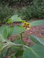 Physalis coztomatl