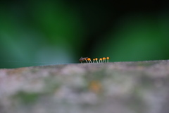 Stilbella
