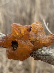 Exidia