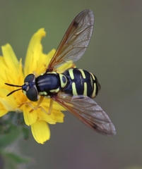 Chrysotoxum elegans