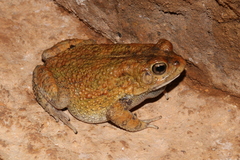 Sclerophrys pusilla