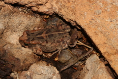 Sclerophrys garmani