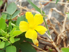 Oxalis frutescens