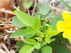 Oxalis frutescens