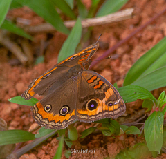 Junonia genoveva