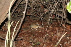 Petrodromus tetradactylus