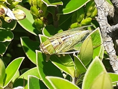 Cicadettina