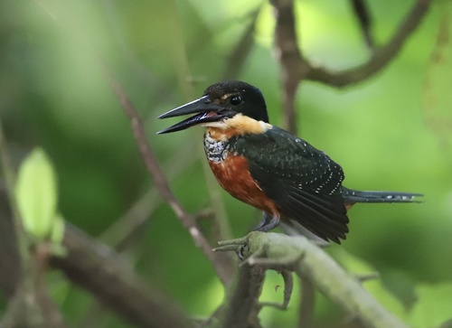 Chloroceryle inda image