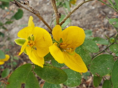 Senna pallida