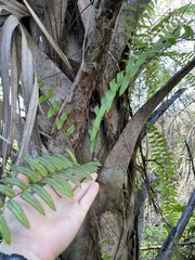 Nephrolepis biserrata