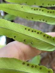 Nephrolepis biserrata