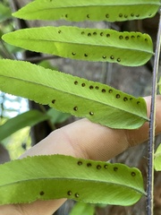 Nephrolepis biserrata
