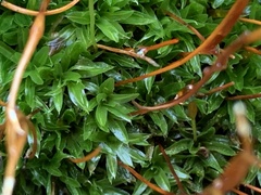 Tortula subulata