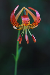 Lilium pardalinum vollmeri