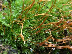 Tortula subulata