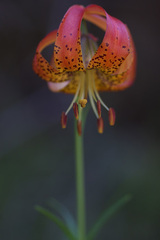 Lilium pardalinum vollmeri