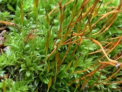 Tortula subulata