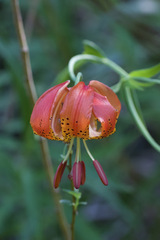 Lilium pardalinum vollmeri