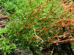 Tortula subulata