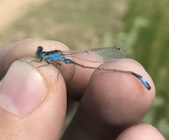 Ischnura fountaineae