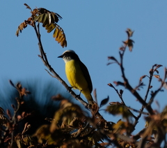 Myiozetetes granadensis