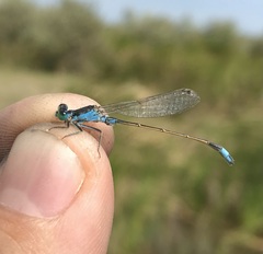 Ischnura fountaineae