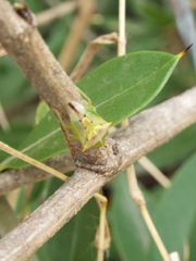 Tylospilus